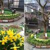 雨のミニ水仙