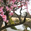 春近し、紅梅ほころぶ　熊本市・水前寺成趣園