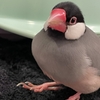 ぴっちゃんとわたしの白髪