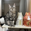 ねこ73話　ご報告。