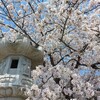 お花見ができました！