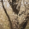 研究学園駅前公園の山桜・・①