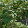 Pourthiaea villosa var. laevis　カマツカ