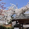 枝垂れ桜