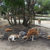 カンガルー日和を探して　パースの旅（６）