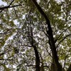 花粉症なのかな