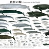 国立科博の鯨のポスターとIWCから脱退する日本