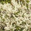 善光寺周辺の2019年３月の花便り