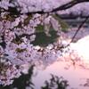 リトル・チャロ (50) Spring Blossoms 桜の春　英語／日本語訳