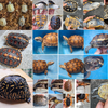EXOTIC REPTILE EXPO（東京）に出店参加のご案内