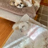 いつもと違って賑やか散歩