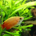 死魚画像注意 オトシンクルスの死因を考える Poor Aqua