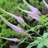 ６月なのに、もう「梅雨明け」…。
