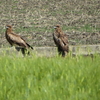 鳶鳩雀