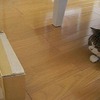 ダンボールに滑りこむ猫のまるyoutube再生回数650万回萌える動画