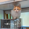 雨田甘夏、３Dです。【猫と立体とはみ出し事情】