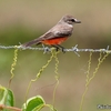 ベリーズ　熱帯で見る鳥と植物