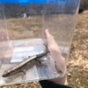 トカゲ採り