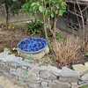石積み花壇の冬の模様替えFile2　アジサイの移植と畑のソリダコ・ファイヤーワークス