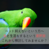 鳥を飼うという選択肢は妥協じゃない、むしろ素晴らしいその理由を知ってみませんか？