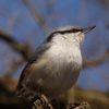 今朝のジョグ野鳥の面々