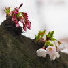 今日の一枚「桜が満開とか嘘でしょ?」(2017.04.03) [花]