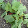 家の近くのコンクリートの隙間にいたツマグロヒョウモンの幼虫