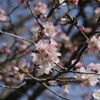 桜咲く（5月2日）