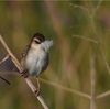 本日（5/8）の鳥見