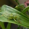 ヤブキリがカサブランカの葉に　　初トンボ