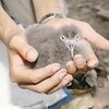 オオミズナギドリ すくすく…京都・冠島でヒナ１３羽