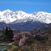 4月下旬でも桜が見られる白馬村・大出公園。北アルプスと桜を同時に楽しめる絶景スポット