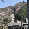 妙見山の桜