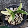 4月24日(水) 肥料の大事さ