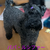 子犬の両親と兄の紹介