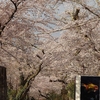 【花見】今年最後の桜を楽しみに時之栖へ④　～花より・・・いや、ここからはやっぱり桜ですｗ～