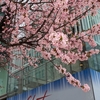 札幌で２番目に早い桜と最初に見た梅の花、昭和のお歳暮のタオル