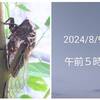 ツクツクボウシの鳴き声に誘われて早朝散歩！
