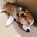 ミラの散歩