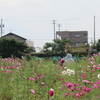 神原町花の会(花美原会)(287)   咲き誇るコスモスとのお別れ