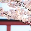 【鎌倉】マクロレンズで鶴岡八幡宮段葛の満開の桜を撮ってきた