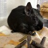 くろごまあん二世 375日目