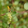 ワイヤープランツの花にヒラタアブ