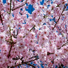 目黒川の桜がきれい