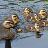 カルガモ、フクロウ…親子愛らしく　野鳥の子育てピーク