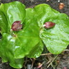 雨が降り、木の芽が一気に動き出しました。