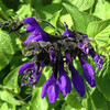  (430) Salvia guaranitica