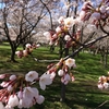 菊ヶ丘運動公園の桜🌸