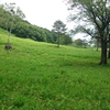 植物仙人と行く 高清水自然公園(福島)のヒメサユリ