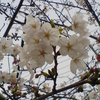新年度には桜の花がお似合い